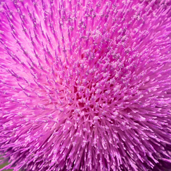 05. Milk Thistle